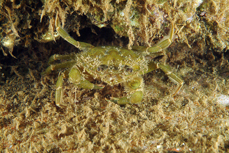 Carcinus mediterraneus